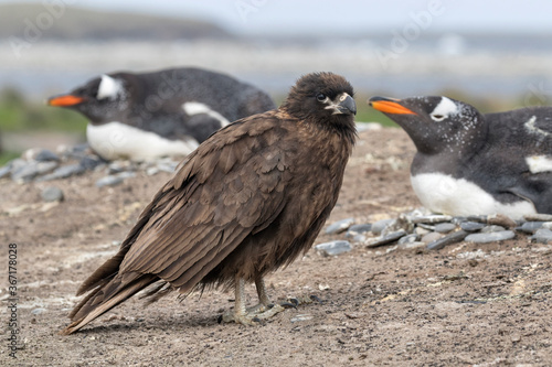 Striated Caracara waiting at a Gentoo Penguin colony