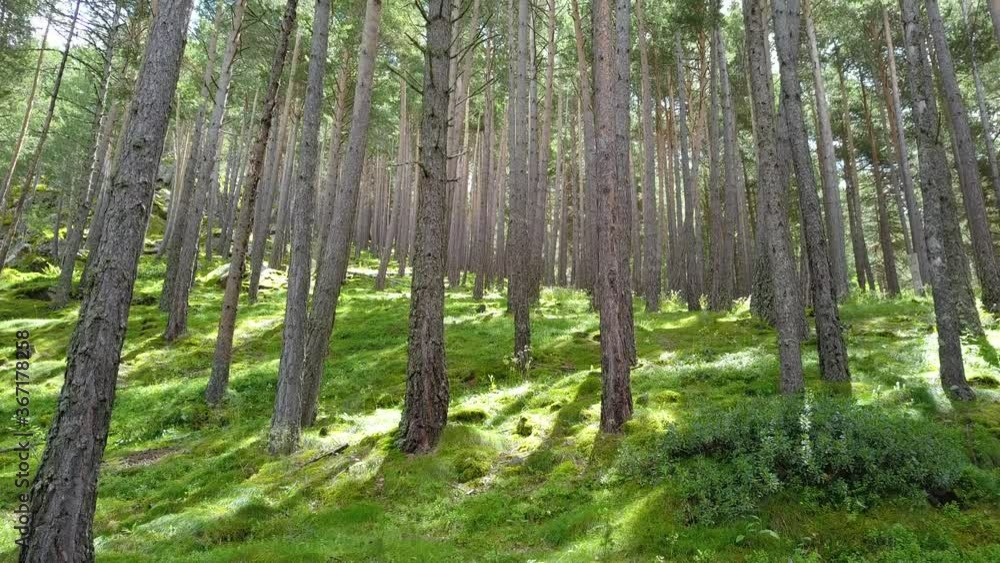 Bosque en primavera por luz suave 4k Bosque en primavera por luz suave 4k