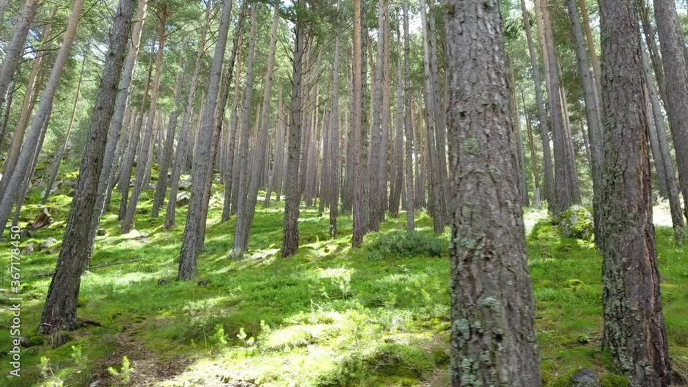 Bosque en primavera por luz suave 4k Bosque en primavera por luz suave 4k