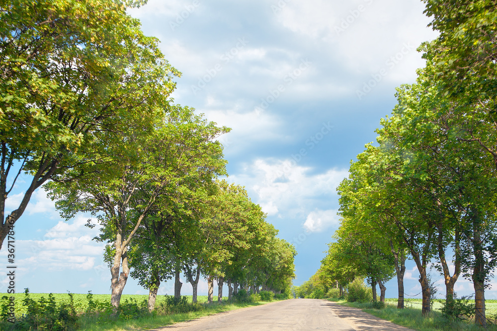 Green Trees Along Country Road . Travel through country places