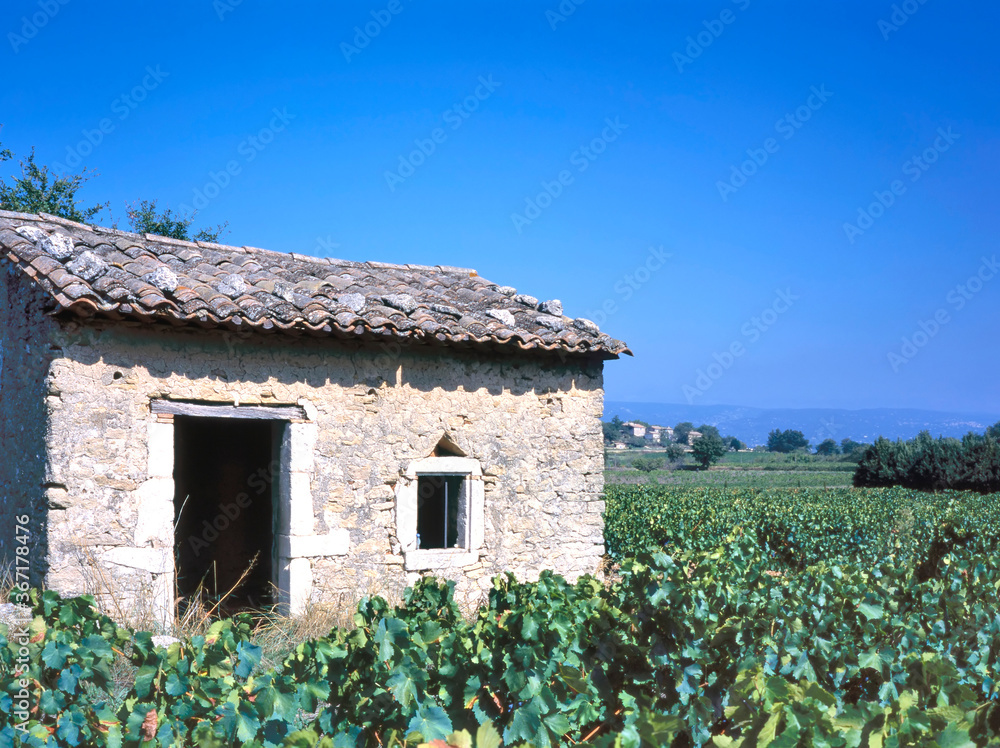 Small stone farm building stands amongst flourishing vines