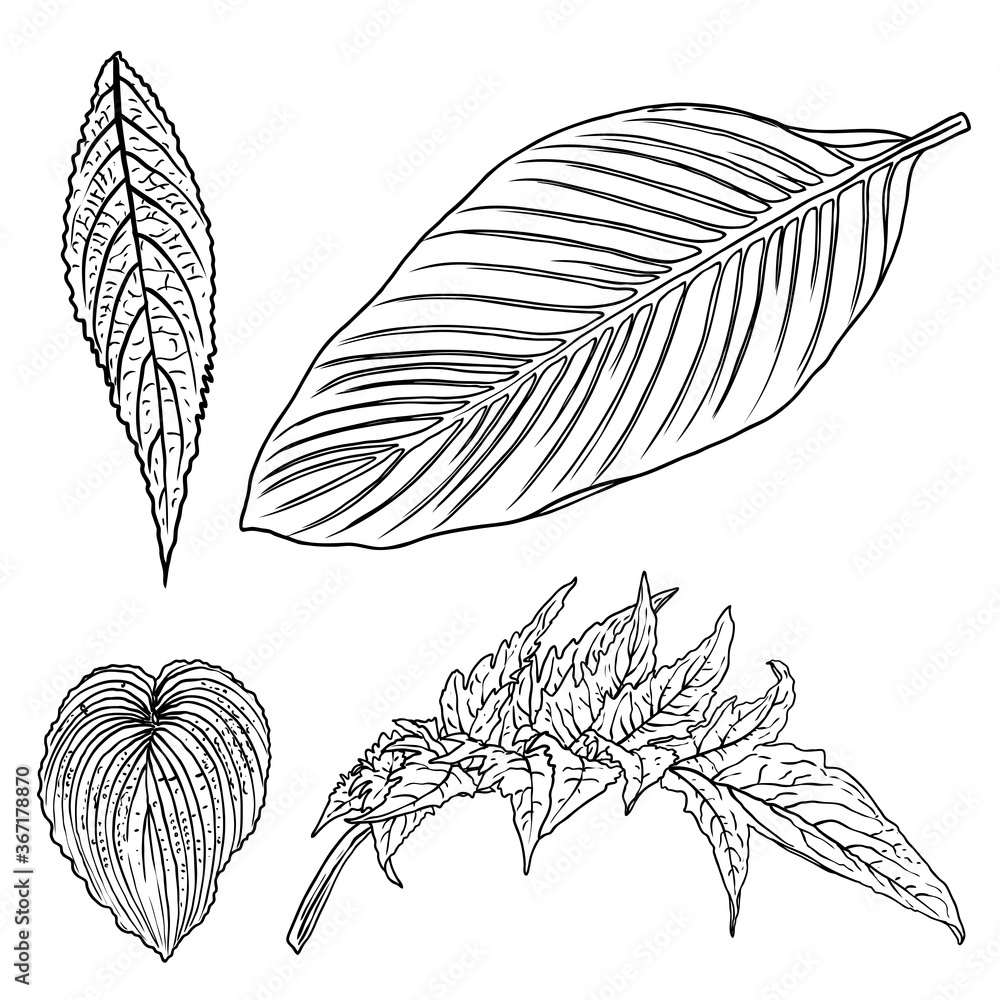 Obraz premium Tropical domestic leaves collection. Isolated fern elements on white background set. Jungle forest home exotic leaf, twig, and branches foliage, natural real live leaves, herbs drawing. Vector.