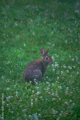 rabbit in the grass © Stonewolf