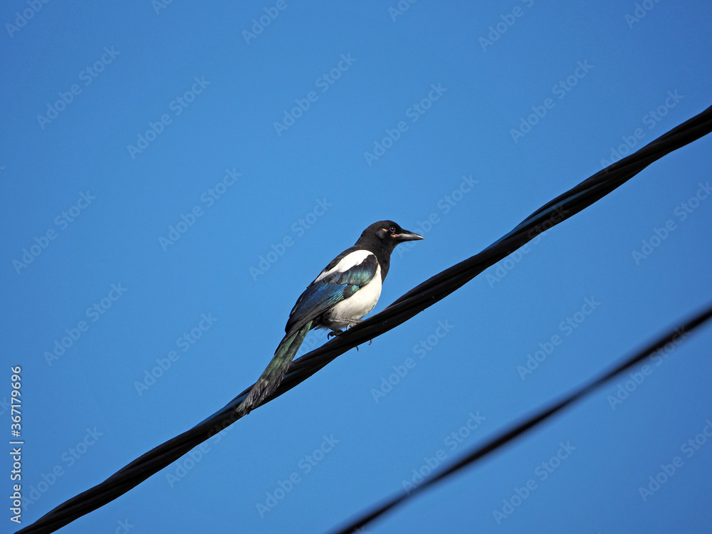The black-white magpie on the wire on the blue natural sky background The black-white magpie on the wire on the blue natural sky background