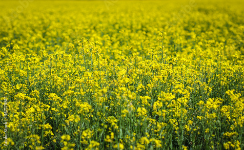Yellow rapeseed field © janzwolinski