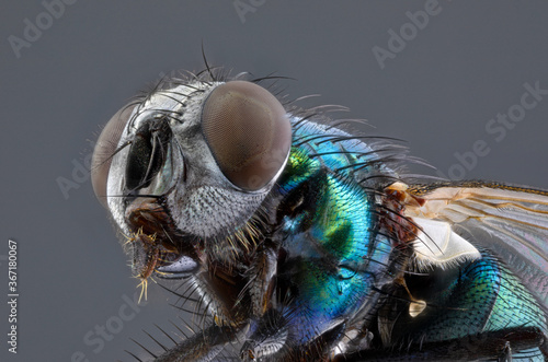 Focus stacking d'insecte -  lucilie soyeuse - Lucilia sericata photo