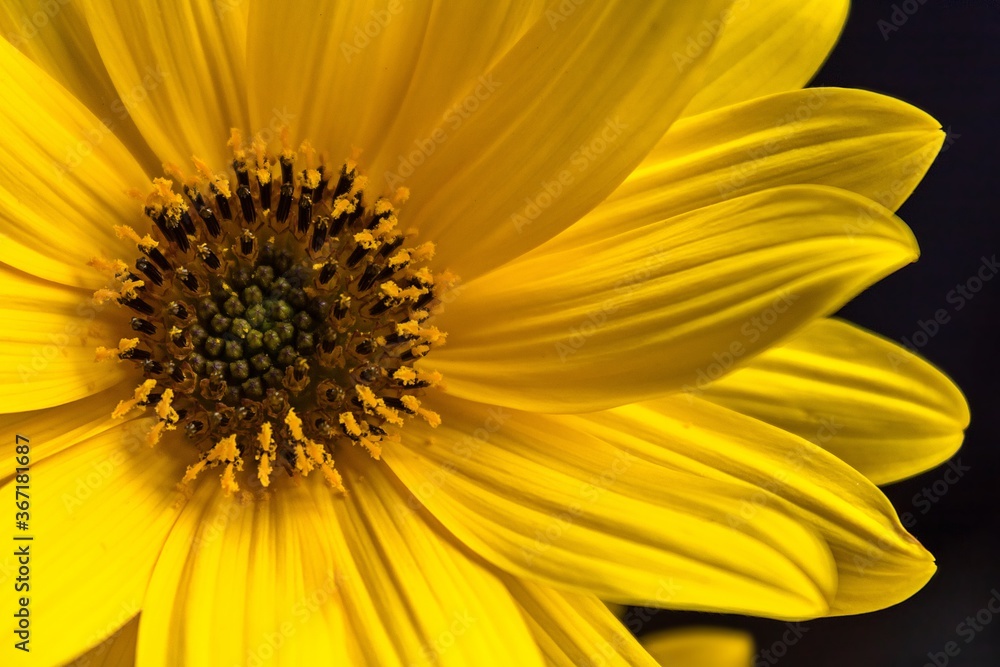 Summer petals Summer petals