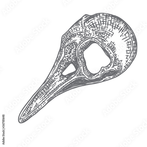 Crow skull. Hand drawn bird skull, line art sketch of raven animal head. Drawing by hand Boho style. Witchcraft, voodoo magic attribute for Halloween. Vector.