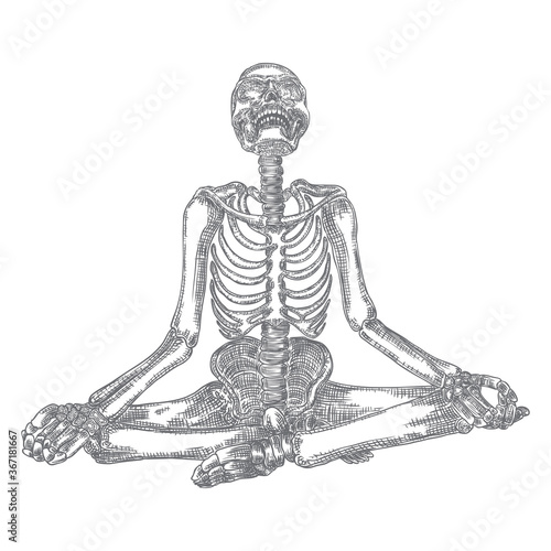 Human skeleton in yoga meditation or Lotus position with skull thrown back. Halloween element. Vector