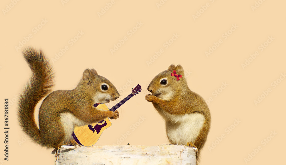 Φωτογραφία A young male squirrel playing a love song for his sweetheart.