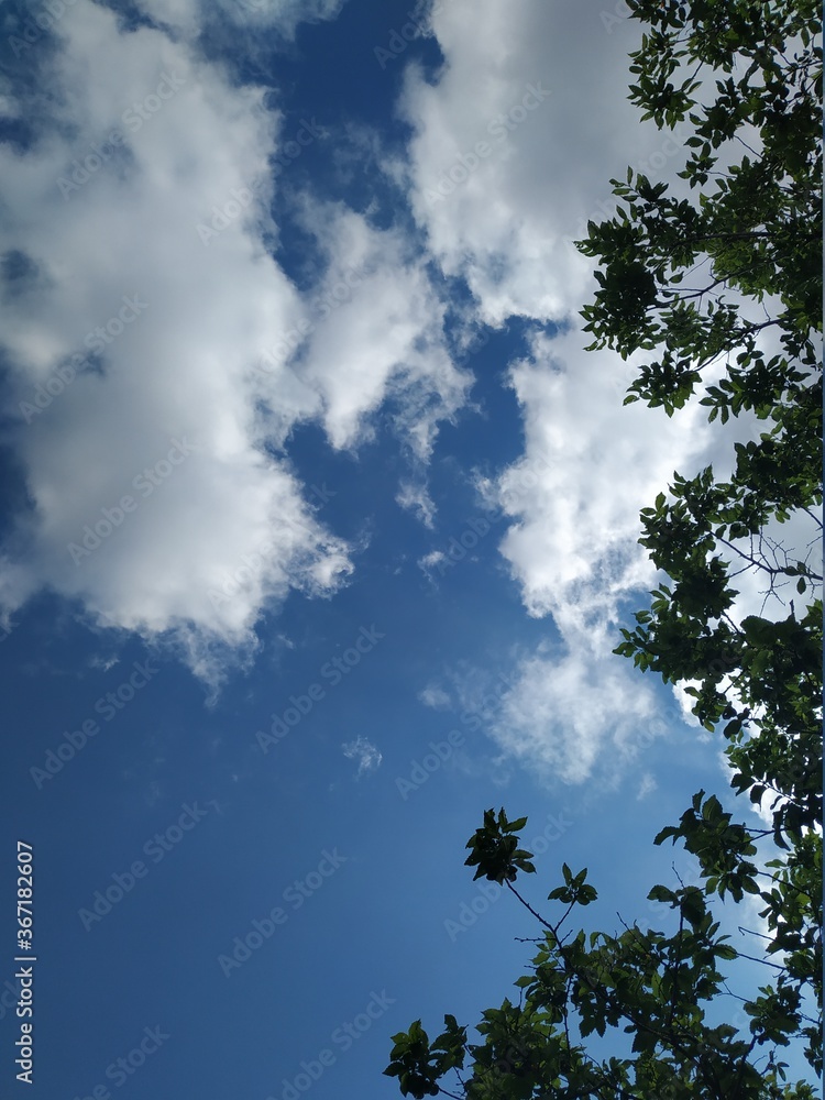  Green leaves of tree and blue sky with cliouds 