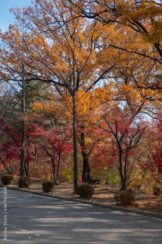 Country road with lamp, with yellow and green trees along the way, autumn.