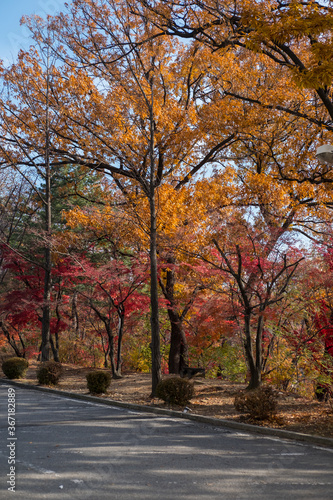 Country road with lamp, with yellow and green trees along the way, autumn.