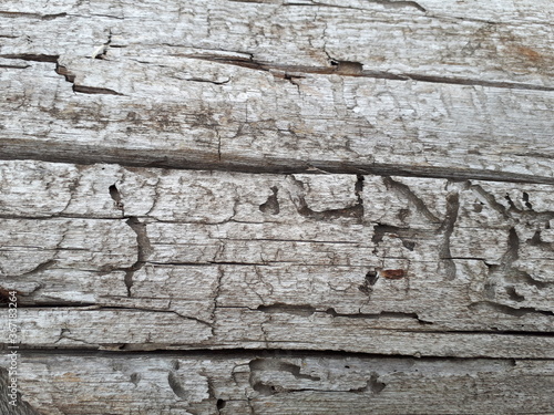 Background, texture of an old tree eaten by termites. Old board.