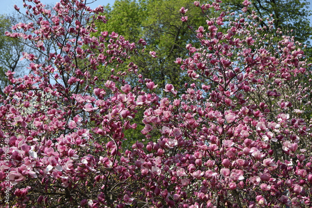 blooming pink magnolia