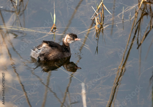 Chick of Little grebe in Buhair lake, Bahrain photo