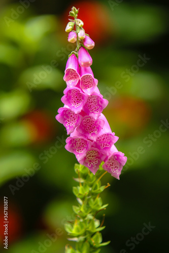 Foxglove (Digitalis purpurea). It grows amidst the disturbance of a clear-cut in the northg Oregon Coast Range.