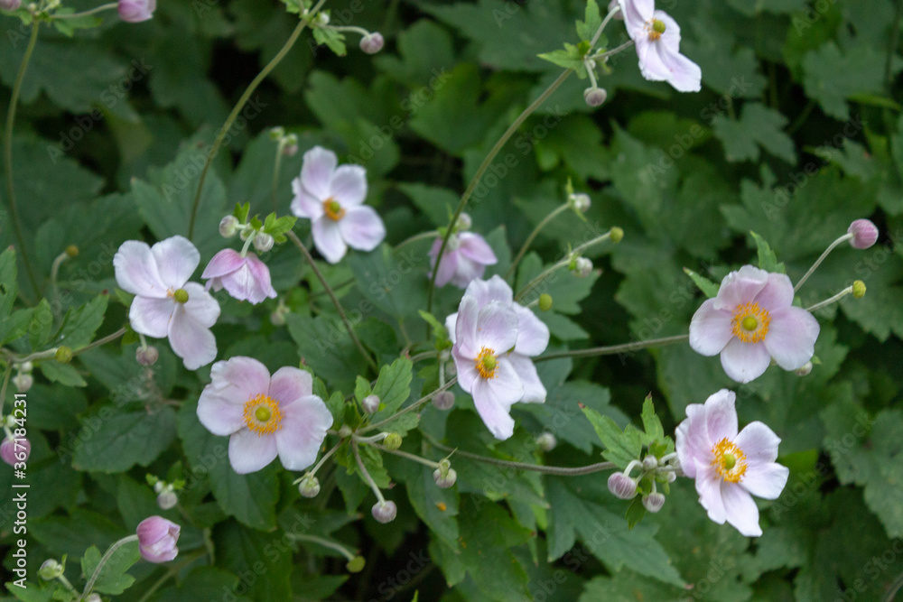 Close up photograph of Rosa sempervirens, the evergreen roses