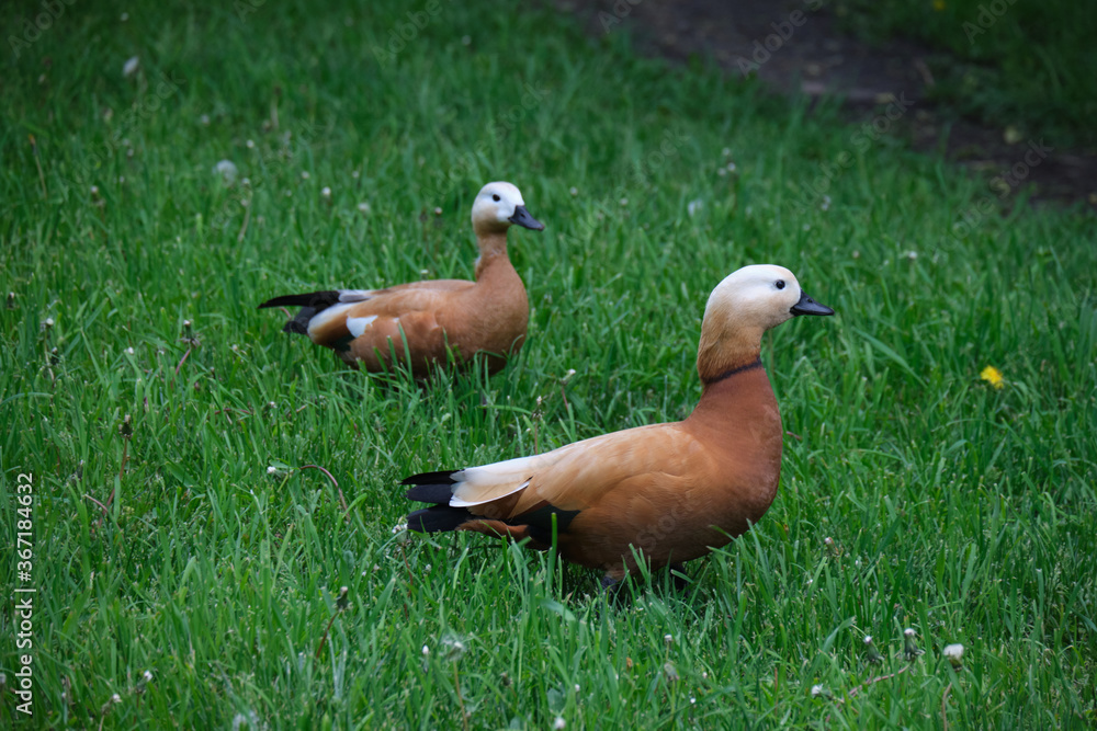 two red ducks are walking on a green lawn two red ducks are walking on a green lawn