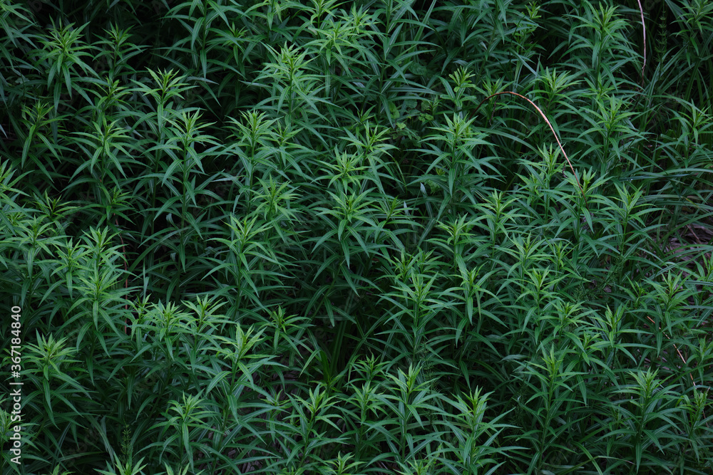dense thickets of tall grass top view dense thickets of tall grass top view