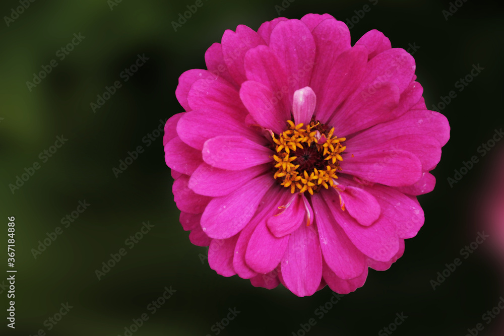 Delicate pink daisy hides in the shade of trees Delicate pink daisy hides in the shade of trees