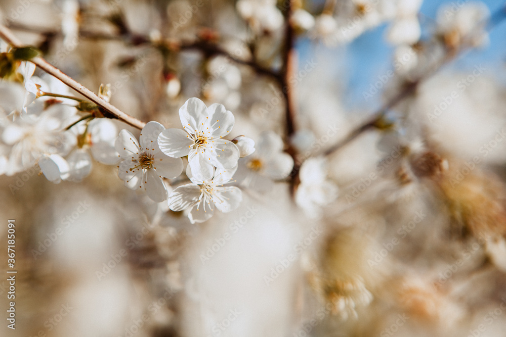 Cherry blossom. Spring bloom. Flowers on a tree Cherry blossom. Spring bloom. Flowers on a tree