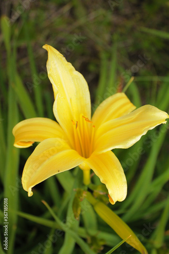 Fototapeta Naklejka Na Ścianę i Meble -  Beautiful yellow lily opened its petals to meet the wind
