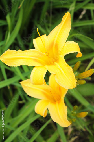 Two yellow lilies rejoice in the summer sun