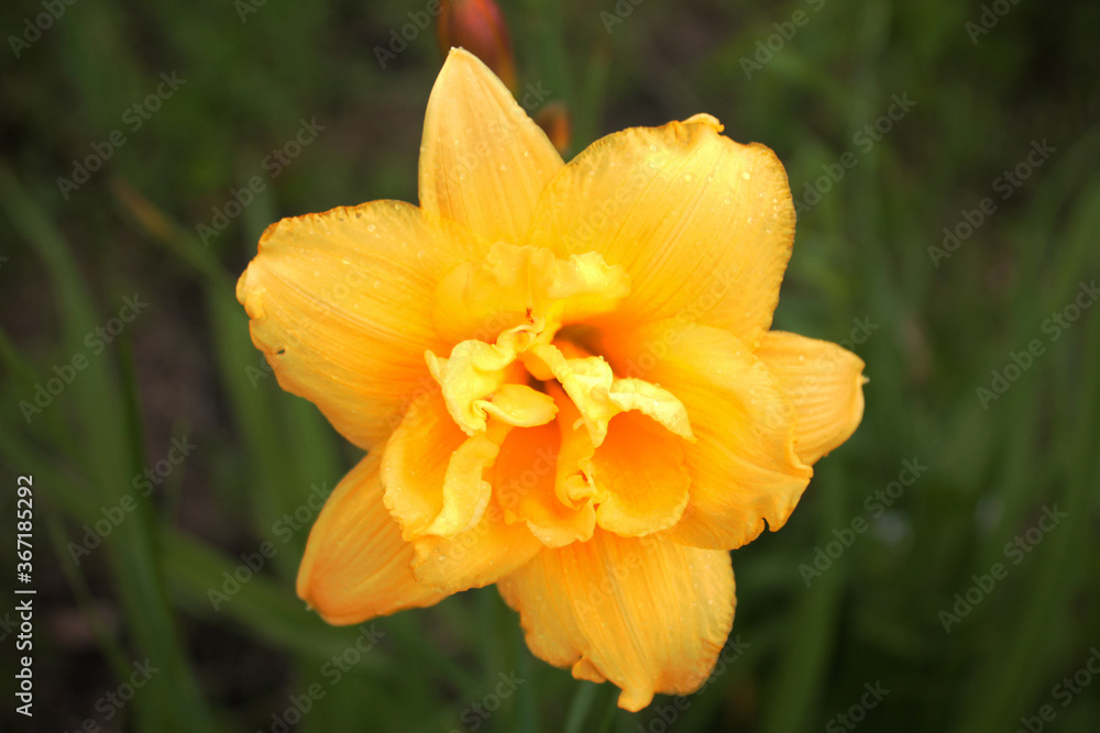 Fototapeta premium Little modest lily hid in the shade of a tree