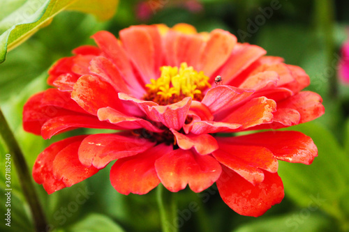 Bright red chamomile bud mimicked a small fly