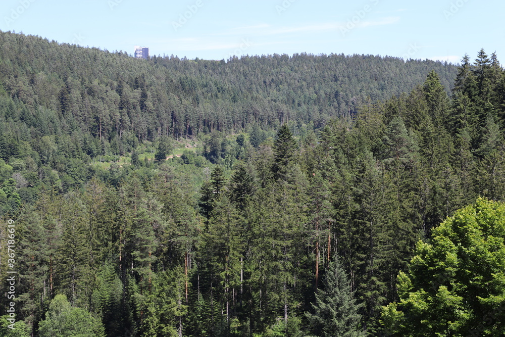 trees in the forest trees in the forest