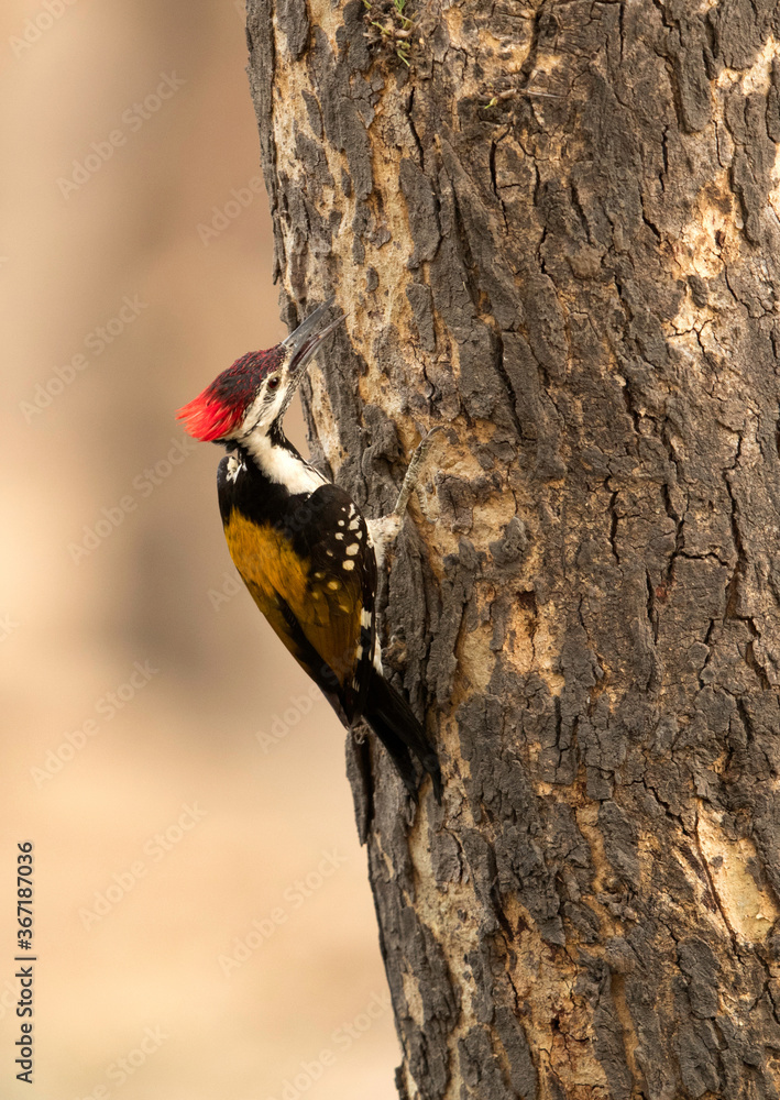 Black-rumped flameback looking for prey, Ranthambore National park Black-rumped flameback looking for prey, Ranthambore National park