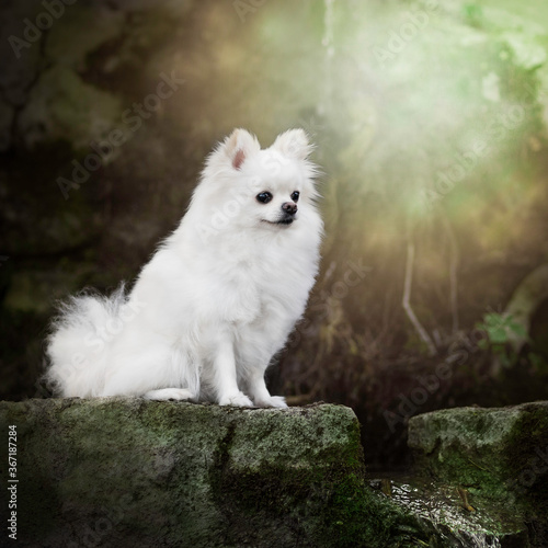 Pomerania blanco India fuente
