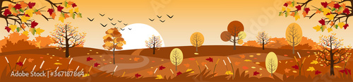 Countryside landscape in autumn, Vector illustration of horizontal banner of autumn landscape mountains and maple trees fallen with yellow foliage,Panorama autumn view in evening with sunset