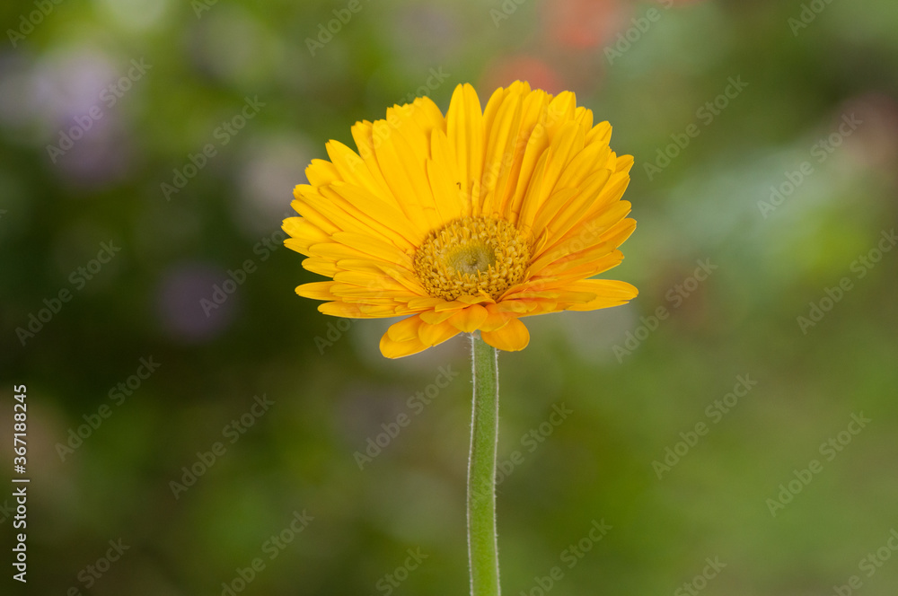 Yellow Gerbera; Beautiful Ornamental Flower. Yellow Gerbera; Beautiful Ornamental Flower.