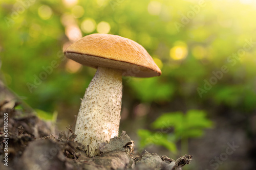 Toned photo of an orange-cap boletus mushroom growing in forest with sun rays on the background