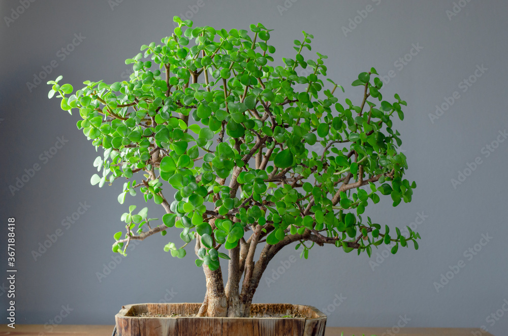 Succulent plant called Portulacaria afra "Elephant Bush" (commonly known as  Jade plant) in a Bonsai style. foto de Stock | Adobe Stock