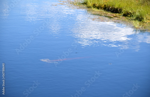 The Great Kemeri Bog Boardwalk is a popular tourist destination in Kemeri National Park. 