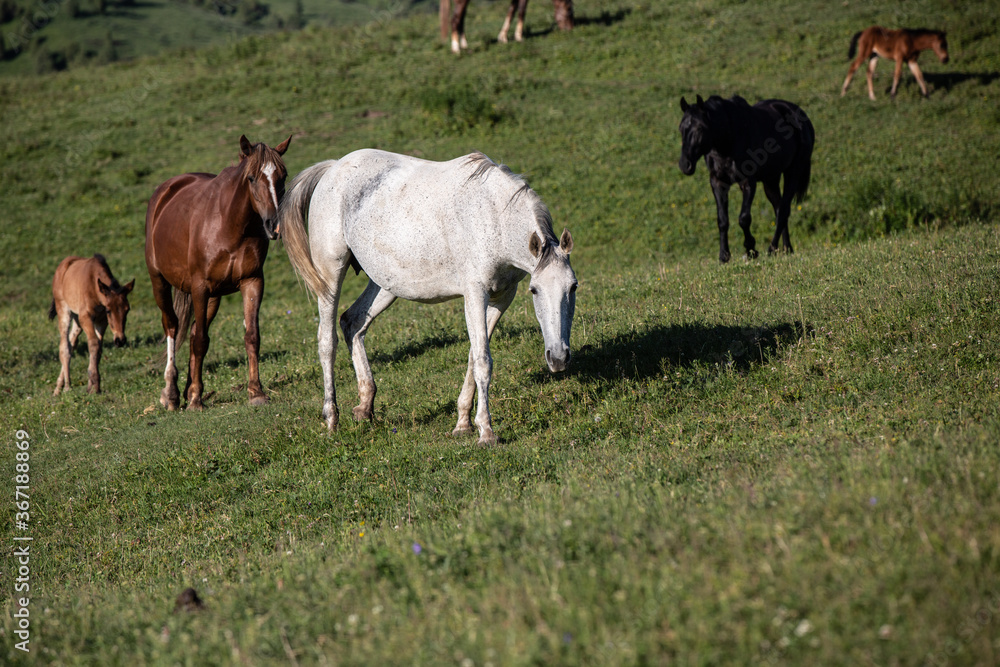 black horse playing on the field, bokeh effect