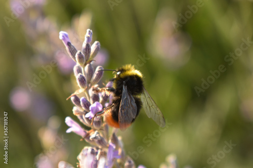 Bumblebee on a lavender flower detail