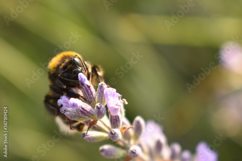 Bumblebee on a lavender flower detail
