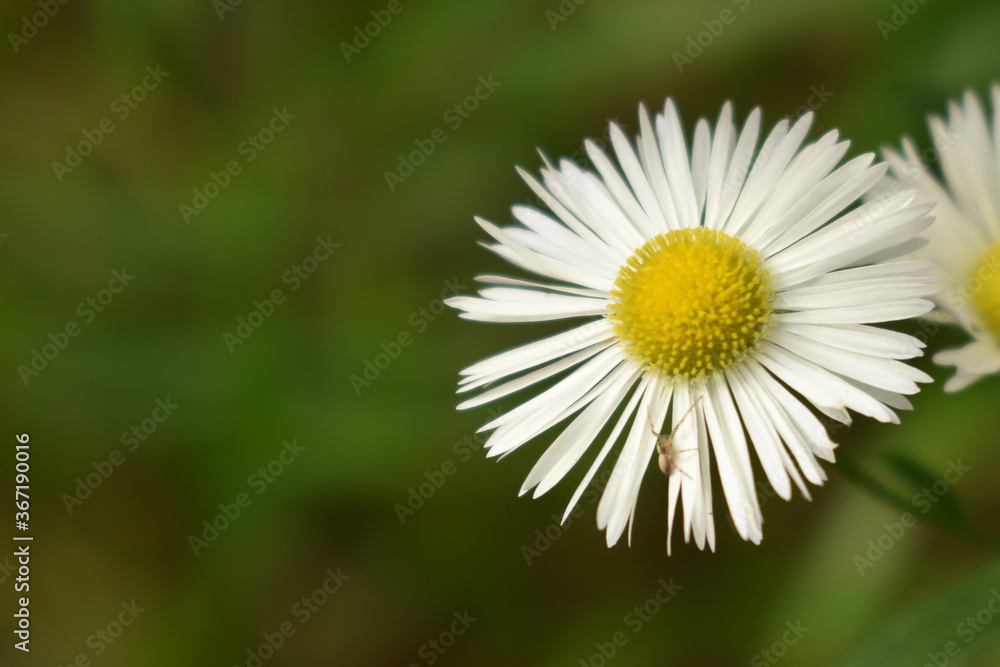 Little spider walking on a daisy