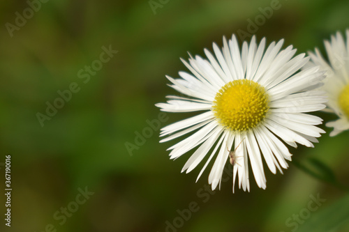Little spider walking on a daisy