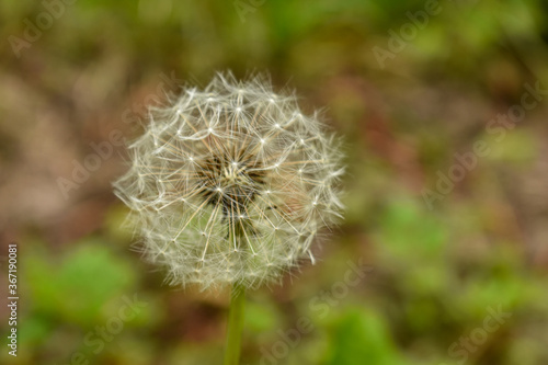 Dandelion blowball fluff in the nature