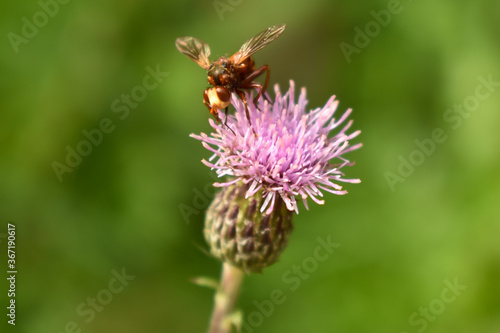 Fly sitting on a carduus