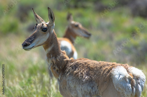 Pronghorn in a field