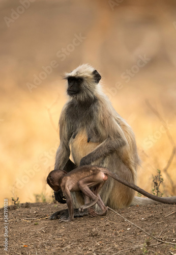 Gray Langur and her young one  Ranthambore National Park