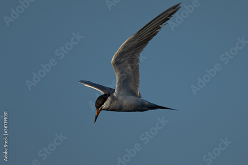 Forster's tern about to dive into the San Francisco Bay
