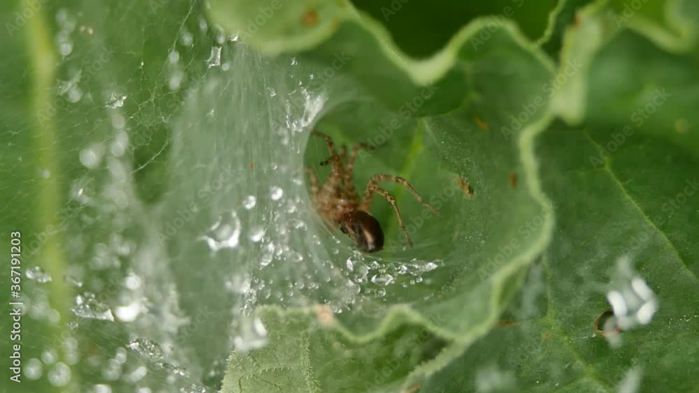 Spider eats an insect Spider eats an insect