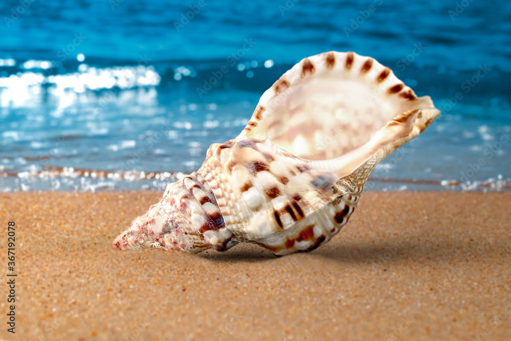 Shell on beach close up. Seashore, waves and sand. Macroshoot Shell on beach close up. Seashore, waves and sand. Macroshoot